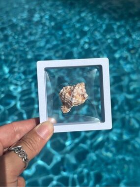 Apple Murex Shell Specimen – Sanibel Island, Floating 3D Display Case